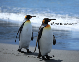 penguins_le_moment